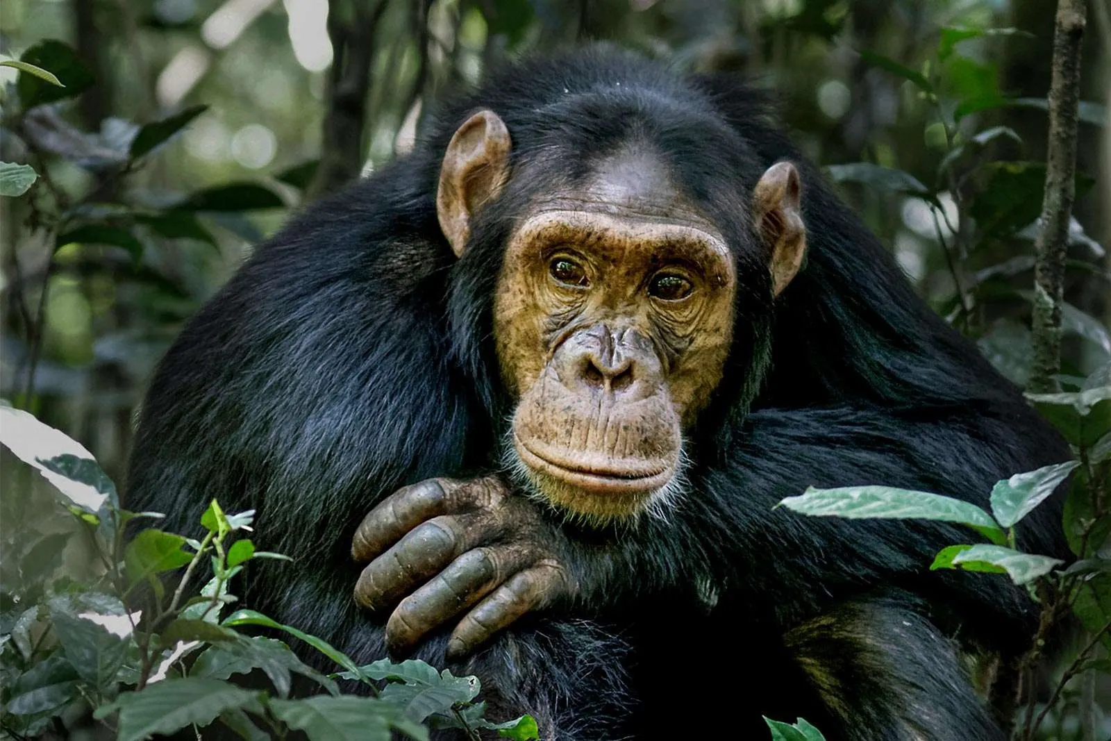 9 Days Ultimate Wildlife and Primate Safari in Uganda